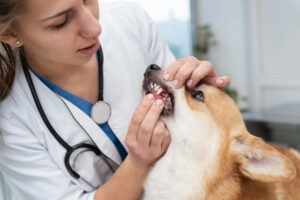 Read more about the article Guia Com Tudo Que Precisa Saber Sobre Giardia Canina