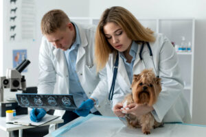 Read more about the article Conheça Quais São Os Principais Procedimentos Veterinários